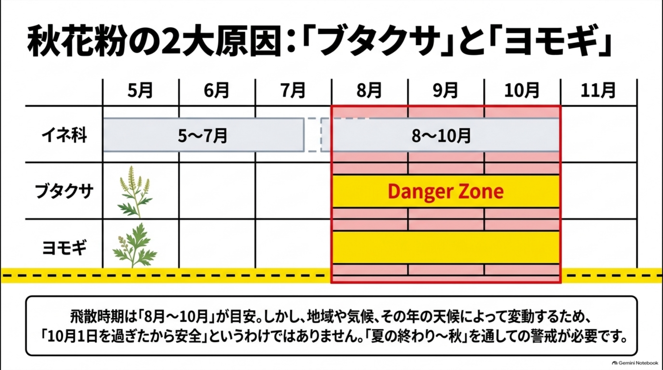秋花粉の2大原因:「ブタクサ」と「ヨモギ」という月別カレンダー表。5月から11月までの列に、イネ科(5〜7月、8〜10月)、ブタクサ(8〜10月がDanger Zoneとして赤黄枠でハイライト)、ヨモギ(同じく8〜10月がDanger Zone)という飛散時期を示す表。飛散時期は「8月〜10月」が目安。しかし、地域や気候、その年の天候によって変動するため、「10月1日を過ぎたから安全」というわけではありません。「夏の終わり〜秋」を通しての警戒が必要です、という結び