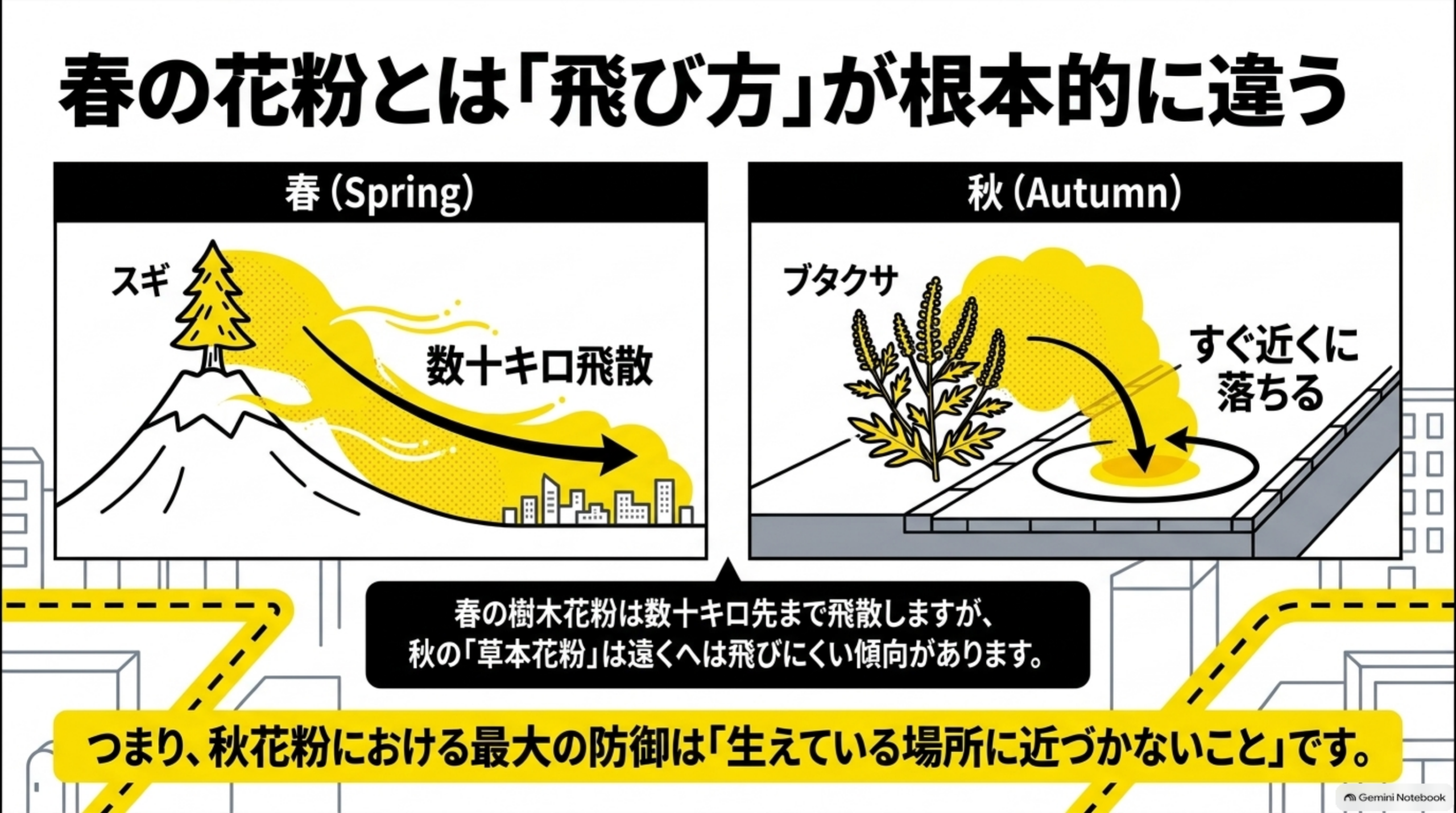春の花粉とは「飛び方」が根本的に違うという対比図解。左「春（Spring）」でスギの木から数十キロ先まで花粉が飛散する様子を示す矢印、右「秋（Autumn）」でブタクサからごく近くの範囲にすぐ花粉が落ちる様子を示す円。春の樹木花粉は数十キロ先まで飛散しますが、秋の「草本花粉」は遠くへは飛びにくい傾向があります。つまり、秋花粉における最大の防御は「生えている場所に近づかないこと」です、という結び