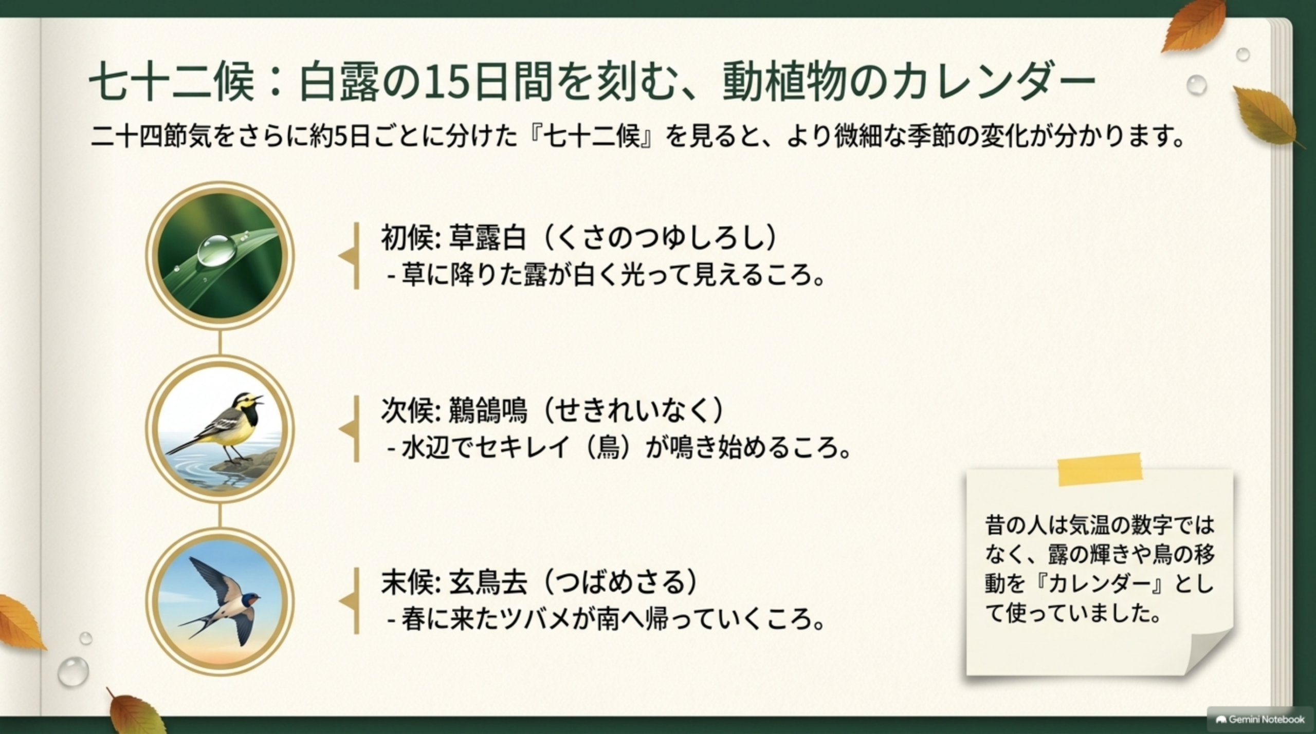 七十二候：白露の15日間を刻む、動植物のカレンダー。初候:草露白(くさのつゆしろし)-草に降りた露が白く光って見えるころ。次候:鶺鴒鳴(せきれいなく)-水辺でセキレイ(鳥)が鳴き始めるころ。末候:玄鳥去(つばめさる)-春に来たツバメが南へ帰っていくころ。昔の人は気温の数字ではなく露の輝きや鳥の移動を『カレンダー』として使っていたという注記
